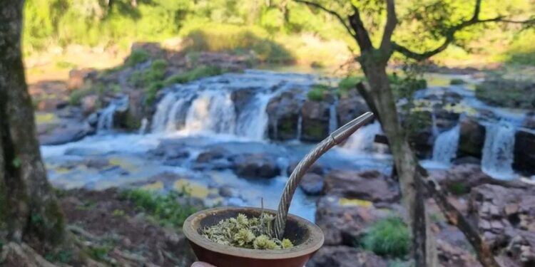 Turismo en Misiones: el mate, un valor agregado