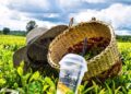Misiones se posiciona como destino turístico para todas las temporadas