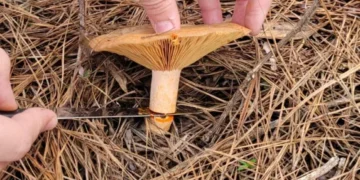 El Taller de Hongos Comestibles de Misiones desembarcará en Leandro N. Alem y San Ignacio