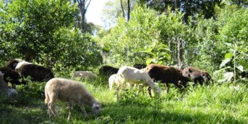 La cría de ovejas en las plantaciones de yerba gana terreno para la diversificación