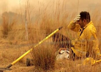 La Ley Ómnibus sobre el medio ambiente: habilitación para desmontar bosques y creación de mercados de carbono