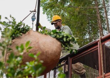 COSECHANDO CAUTELARES