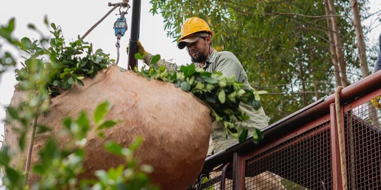 COSECHANDO CAUTELARES