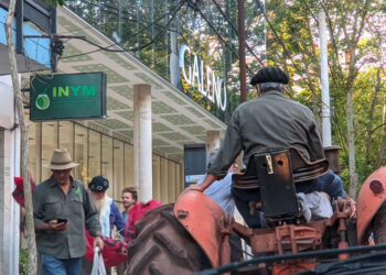 Un mercado paralelo para la yerba: nace el INYM “blue”