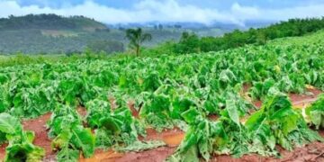 Declaran emergencia agropecuaria en Misiones hasta el 29 de abril