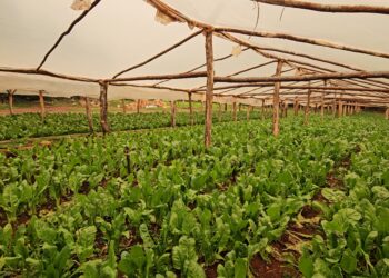 El Mercado Central de Misiones implementa sistema avanzado para monitoreo de productores locales