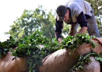 Siempre al lado del productor