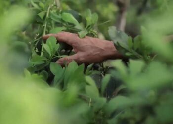 Sintonía de modelos políticos