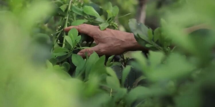 Sintonía de modelos políticos