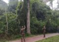Iguazú: Ecología frenó un proyecto turístico en las 600 Hectáreas por generar daños ambientales y exige reparar el desmonte