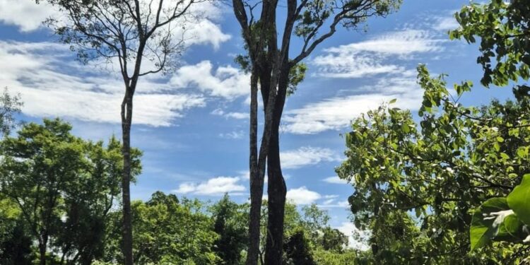 Un lapacho de más de 250 años fue reconocido como patrimonio histórico de Leandro N. Alem